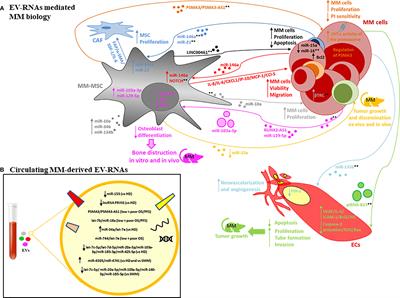 Frontiers Translational Potential Of RNA Derived From Extracellular